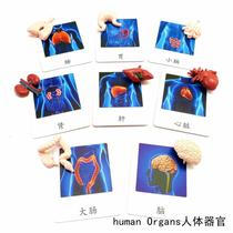 Simulation animal model three-stage card Human organs Montessori kindergarten teaching aids Childrens treasure early education educational toys