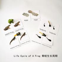 Simulation animal model frog life cycle childrens early education puzzle Montesori kindergarten play teaching aids send three cards