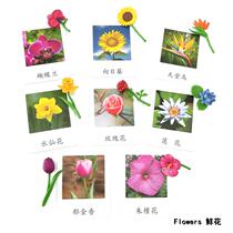 Simulation animal model three-segment card flowers Montesori kindergarten language teaching aids children baby baby boutique toys