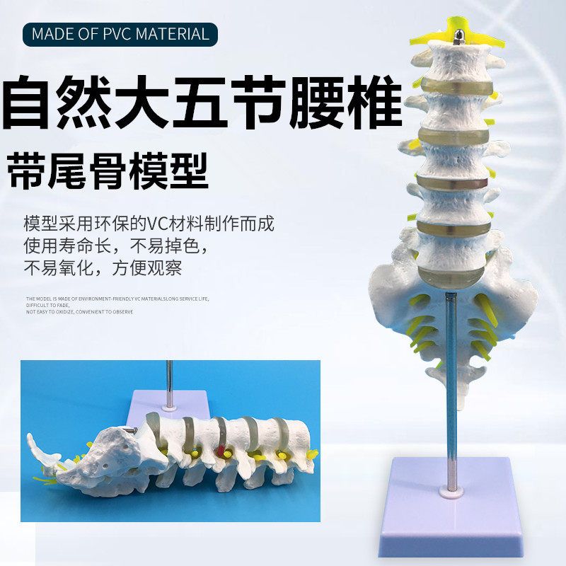 自然大一比一成人五节腰椎带尾椎骨骼模型 人体腰椎间盘演示模型
