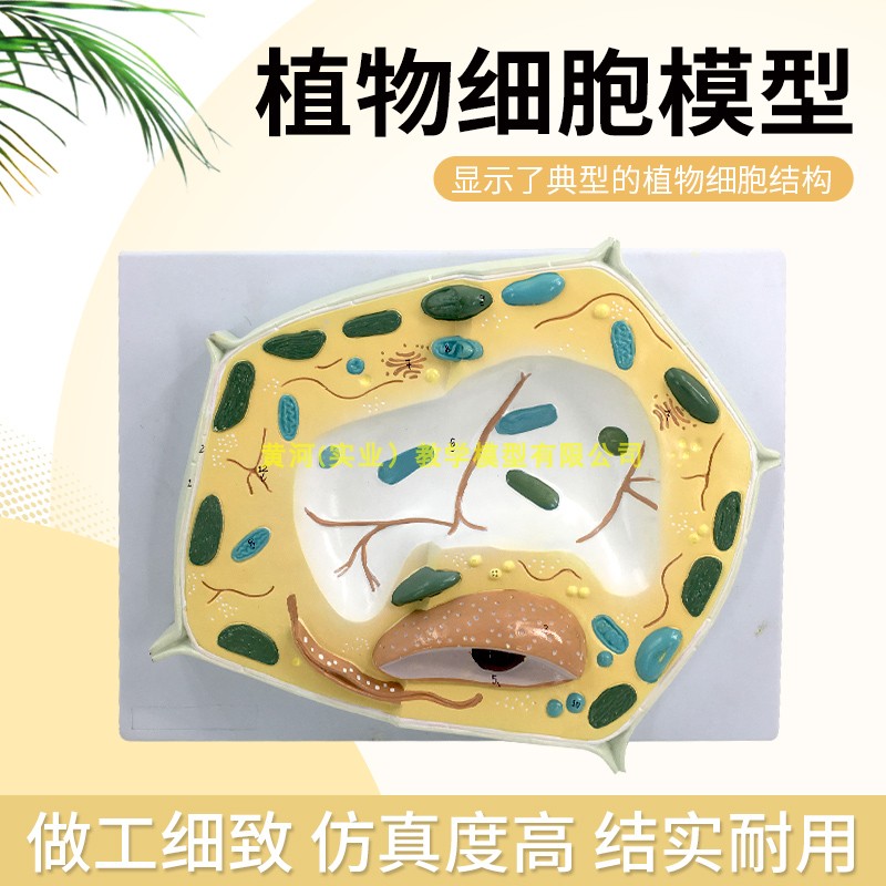 植物细胞模型细胞组织模型初中生物教学仪器教具实验用品