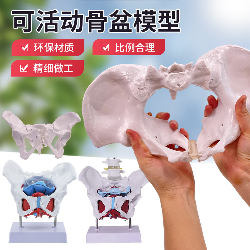 可活动女性骨盆及盆底肌肉模型 教学演示模型股骨盆骨人体骨盆