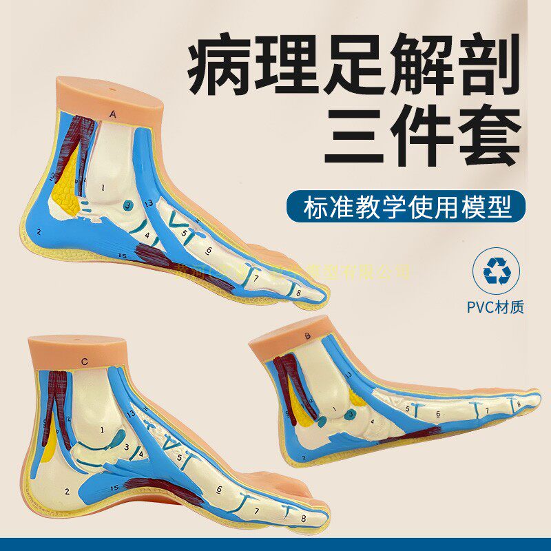 脚模型正常足扁平足弓型足解剖模型脚部构结构造肌肉血管教学医学