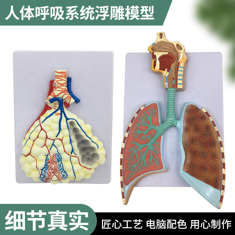 人体呼吸系统解剖模型标本人体肺段鼻腔支气管肺叶模型 肺泡放大