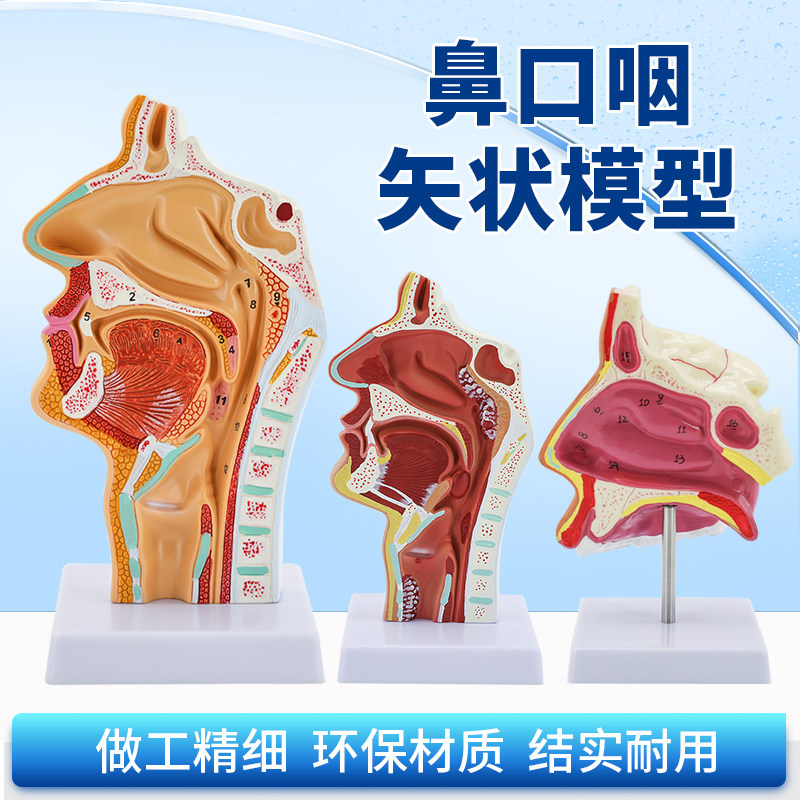 人体鼻腔口腔咽喉解剖 口鼻喉病理模型 耳鼻喉科 鼻子矢状教学