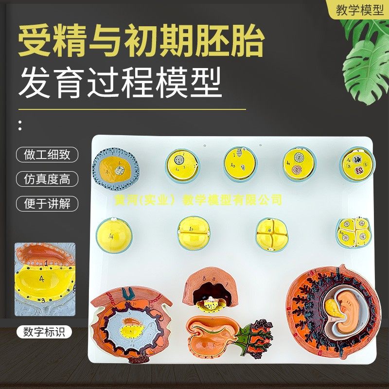 人体受精与初期胚胎发育过程模型 组织胚胎　受精卵胎盘卵泡胚胎