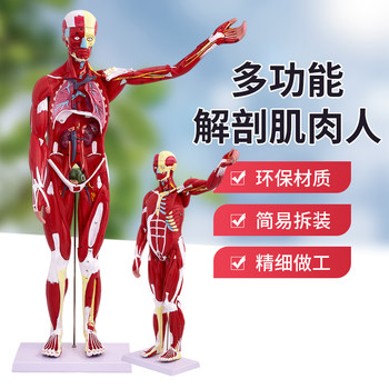 80cm Human Body Muscle Model, Internal Organ Anatomy Structure, Detachable, for Sports Medicine Teaching
