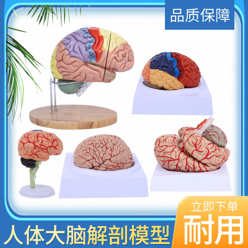 1:1大脑功能分区模型脑模型医学 仿真脑模型皮层分区模型医学示教