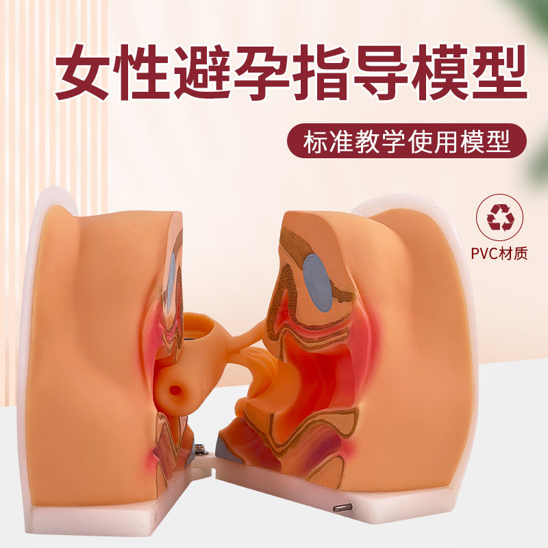 女性生殖器模型宫颈子宫阴道卵巢妇科检查生殖私密教学1比1软硅胶