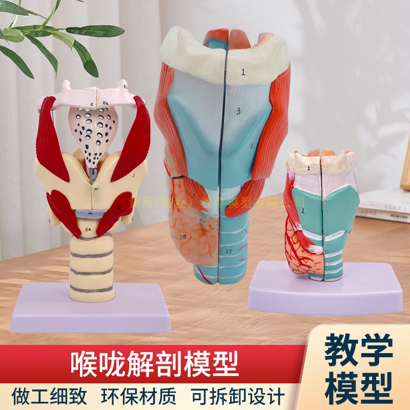 自然大喉头解剖模型 喉结构放大咽喉喉部甲状腺 耳鼻喉科教学模型