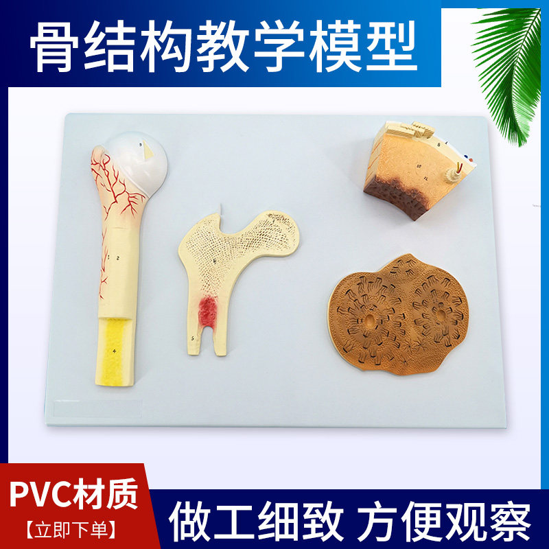 长骨结构 骨的结构模型 血管松质骨密质骨 股骨哈弗系统 骨骼解剖