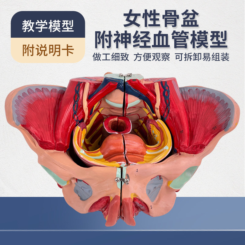 女性人体骨盆附生殖器官血管神经肌肉解剖分娩演示教学盆底肌模型