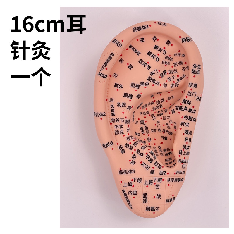高清晰刻字针灸耳模人体耳穴训练模型教学用医疗模型玩具16cm