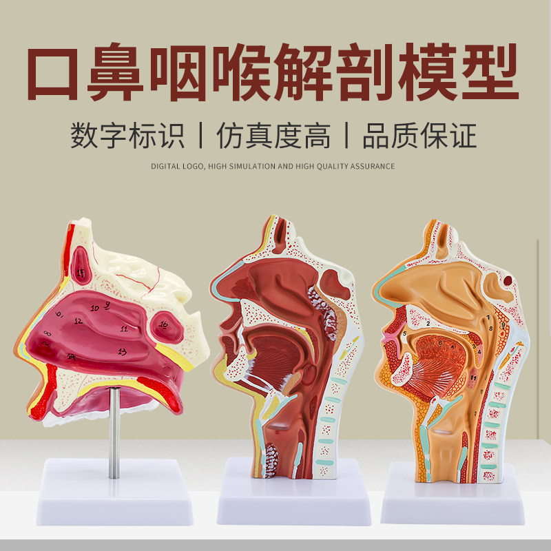人体鼻腔口腔咽喉解剖模型 正中失状断 耳鼻喉科鼻腔模型口鼻矢状