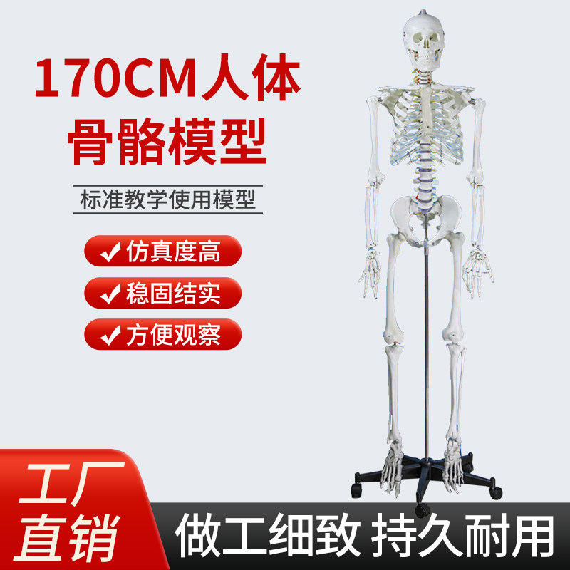 170CM医学全身人体骨骼模型骨盆瑜伽关节可拆卸解剖结构骨架标本