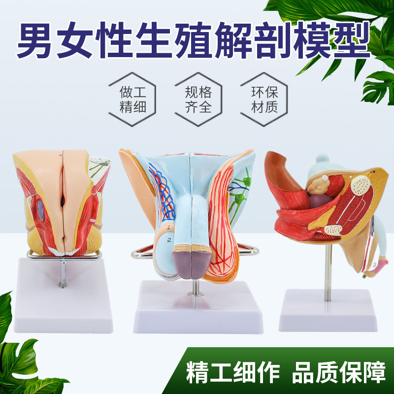 正品 女性生殖解剖 泌尿系统模型 内外生殖 睾丸解剖 计生模型