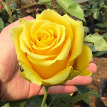 New Products Golden Branches Jade Leaves Unpriceless Cut Flowers Moon Season Potted Flowers Nursery Flowers Slim Balcony Patio Multi Season Fung Bush Roses