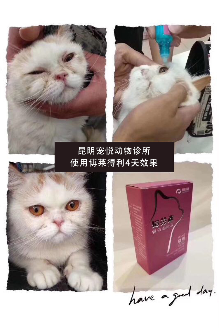 Blairley mũi mèo có tác dụng đặc biệt thuốc nhỏ mắt thú cưng mèo herpes virus thuốc nhỏ mắt - Cat / Dog Beauty & Cleaning Supplies 	lược chải lông cho thỏ	