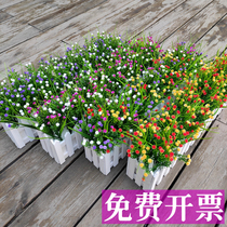 Simulation flower starry green grass green grass fake flower groove decorative flower outdoor green flower box plastic flower fence flower