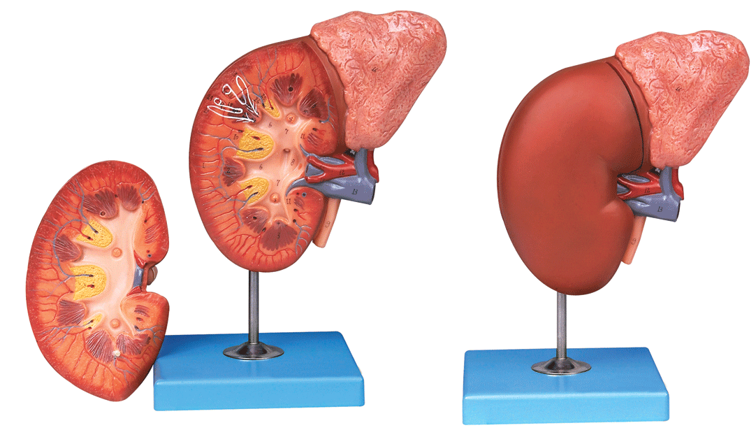肾脏与肾上腺放大模型/解剖模型A14006