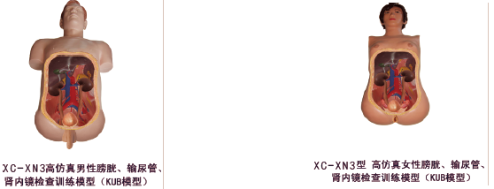 高仿真泌尿内镜技能训练人体模型