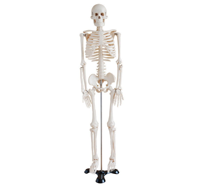 人体骨骼模型85CM （全身、带支架）/全身骨骼模型