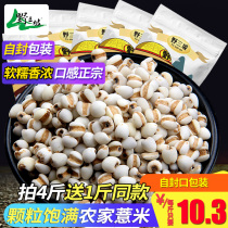 (Buy 4 get 1 free _ Small barley 500g)Barley kernels Fresh Guizhou coix seed Coix seed rice grains