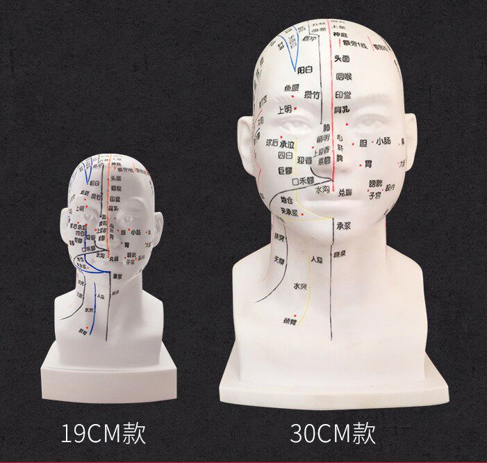 高清头部穴位模型针灸刻字头模带穴位全脸面部假头腧穴人体按摩图