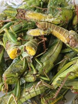 Big Green Grasshopper Edible Insects Quickly Frozen