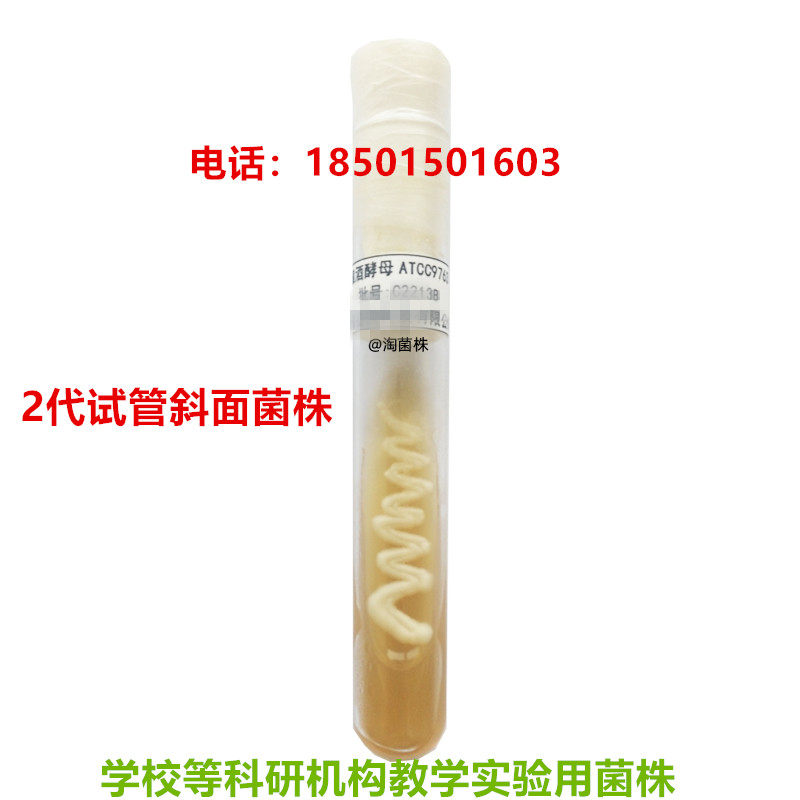 【斜面】粉状毕赤酵母AS2.73标准质控菌株，2代斜面，教学实验用