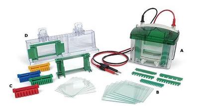 伯乐bio-rad 165-8001小型垂直电泳仪 Use the Mini-PROTEAN