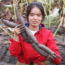 Honghu Wang Wenjuans fresh lotus root 2000g4 catboy lotus root small lotus root dpowe lotus root now dig with lud red lake lotus root