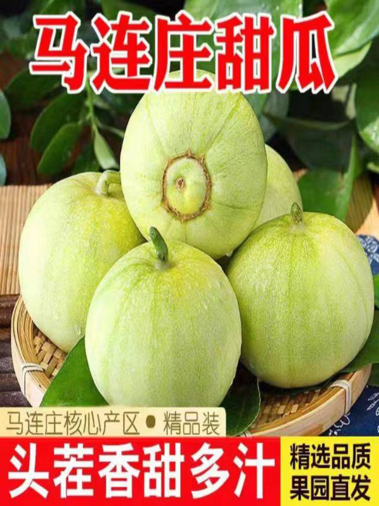马连庄甜瓜供应链