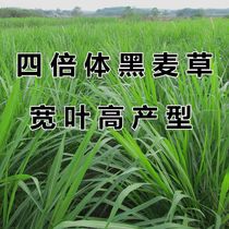 extra-high broad-leaf tetraploid ryegrass seeds pig cattle sheep fish and rabbit breeding seeds high-yield winter grass seeds in four seasons