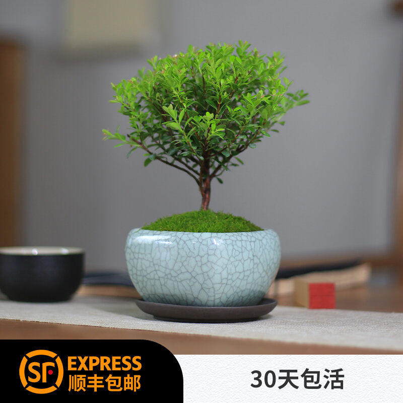 Mini-potted Japanese new Chinese meditation indoor desktop micro green plant