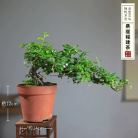 Cliff Fujian чай рекомендуется поддержать