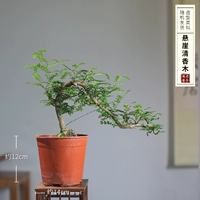 Флуоресцентный зеленый утес