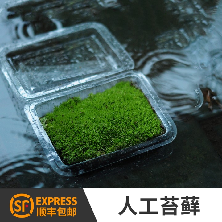 Moss plant white hair moss fresh ecological bottle micro-landscape diy pot decoration orchid fake mountain ecological landscape