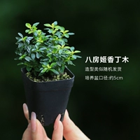 Хатифанхимэ Сяндинму Случайная доставка