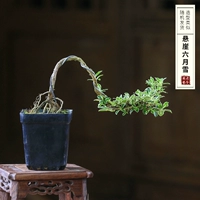 Коричневая черная чашка, июнь