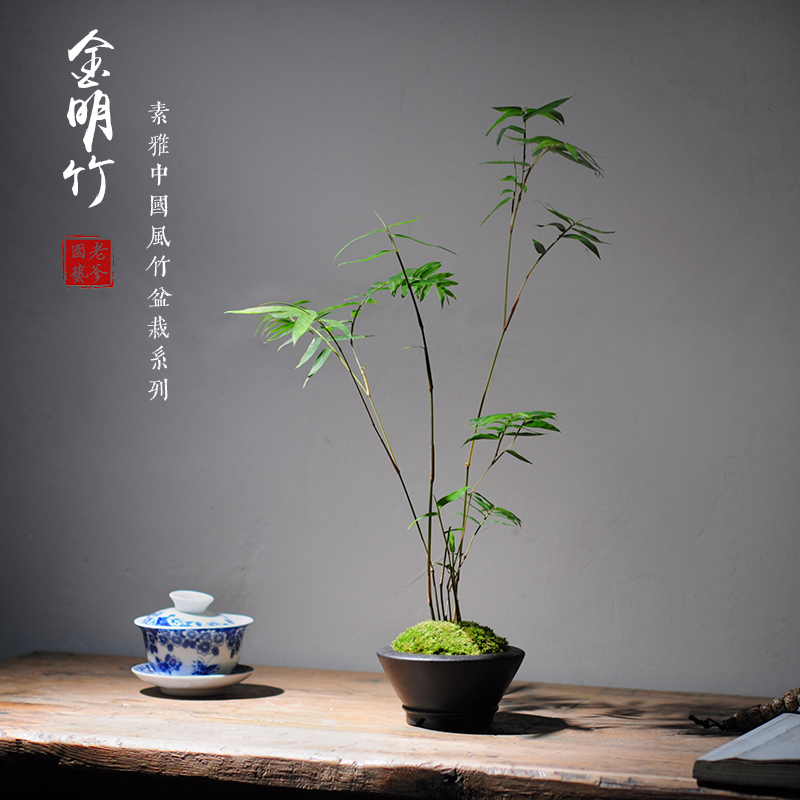 Japan's Jinming Bamboo Indoor Ornamental Small Miniature Boutique Bamboo Congregation Leaf View Bamboo Potted Study Tea Room Office