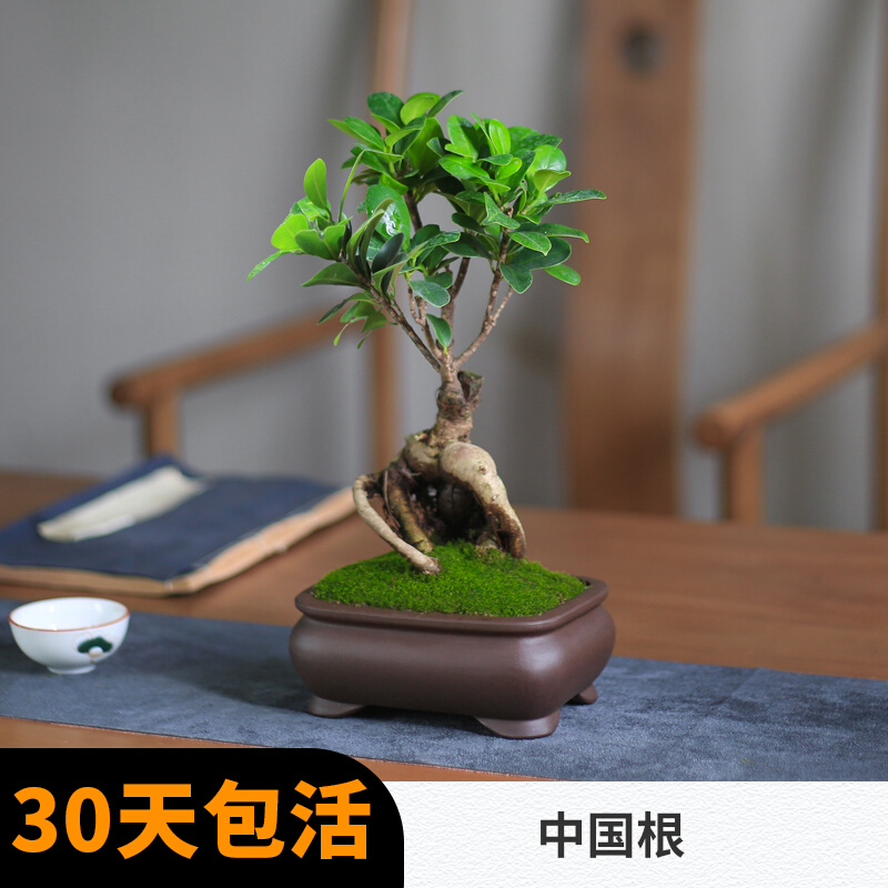 Tree Banyan Tree Pot Pot Pot Pot Small Seeds Tree Mini Creative Desktop Green Chamber Evergreen