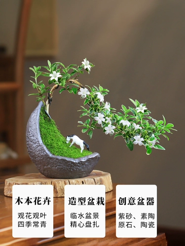 Мини -июньский снеговик на рабочем столе маленький горшечный подоконник цветок прикрепленного каменного бонсайка скала, зеленый завод, мини -мини -мини -миниму