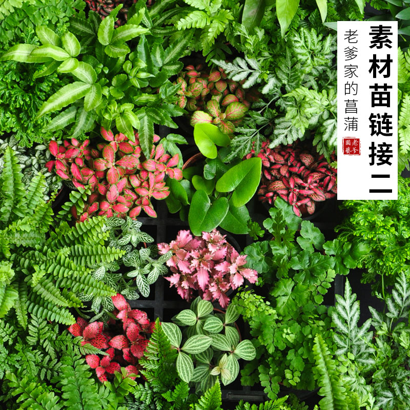 Ferns Vegetal Reticulated Grass Surface Tank DIY Micro Landscape Potted Landscape Indoor Hydroponic Small Fry Iron Wire Fern Green Plant