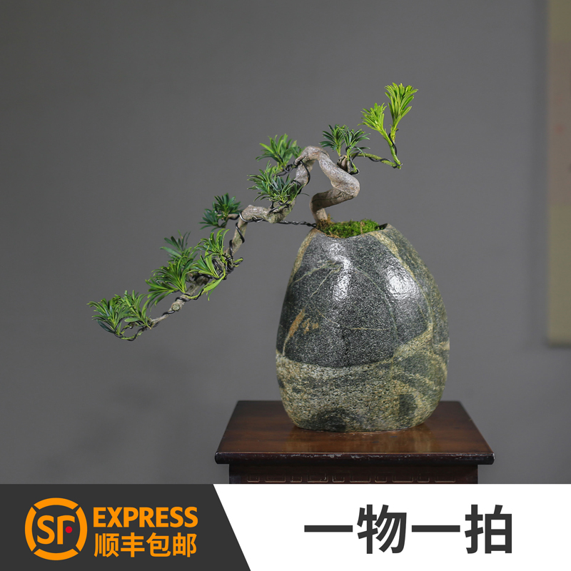 Nesttongue Pine Bonsai Potted Plant Cliff Facing Water Old Pile Modelling Green Plant Indoor Garden One of the Chiishi Stones