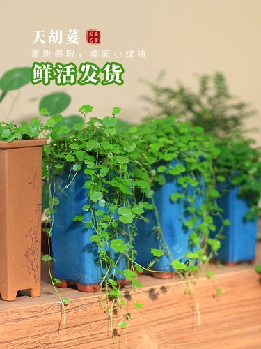 Tianhu 天 горшечная вода и земельный ландшафтный ландшафтный ландшафтный дизайн