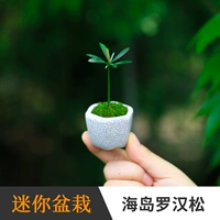 Остров остров Luo Han Song Thumb Bonsai Mini Office Mini Mini Pot Proptom Desktop Небольшой подстанция, посещающая листовые растения