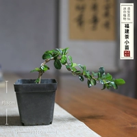 Fujian Tea Syster Fluttering Mini Potted Plant