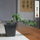 Fujian Tea Syster Fluttering Mini Potted Plant