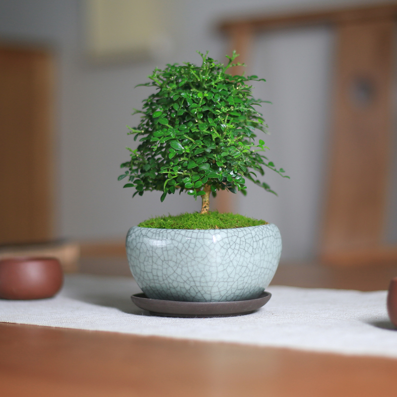 Dharma leaf Jiulixiang mini small potted plants in the office to keep green plants living room four seasons flower bonsai